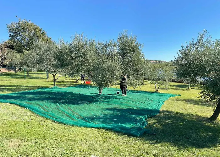 House Beta With Pool, Jacuzzi, Playground & Bbq In An Olive Grove With A Beach, Pomer - Istria Ferienhaus