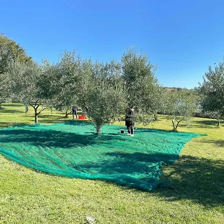 House Beta With Pool, Jacuzzi, Playground & Bbq In An Olive Grove With A Beach, Pomer - Istria 別荘