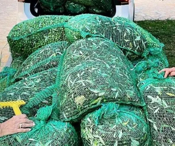 Beach House Beta With Pool, Jacuzzi, Playground & Bbq In An Olive Grove With A Beach, Pomer - Istria * Pula