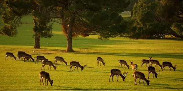 Beach House Beta With Pool, Jacuzzi, Playground & Bbq In An Olive Grove With A Beach, Pomer - Istria Holiday home Pula